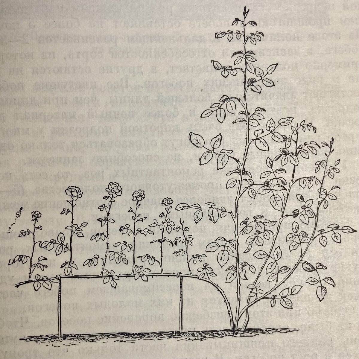 Результат метода горизонтального удерживания побега (С.А. Ижевский)