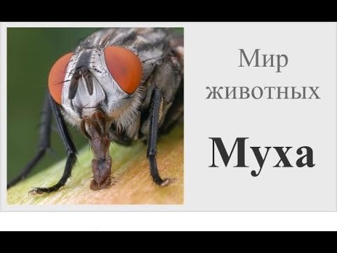 Смерть зелёной Мухи.