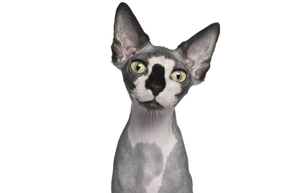    - Говорят, не повезет, если шерстью лысый котик обрастет. Shutterstock