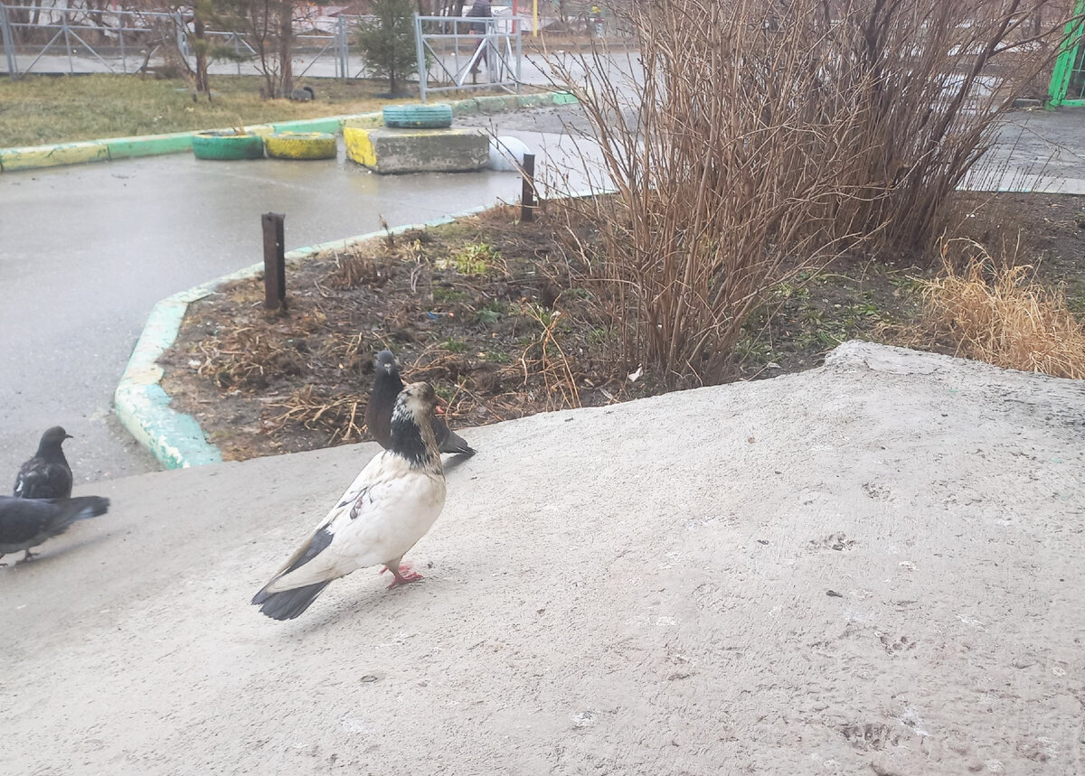 Дожили! Синги уже собеседует ценного специалиста🕊😺 | Чисто по- кошачьи |  Дзен