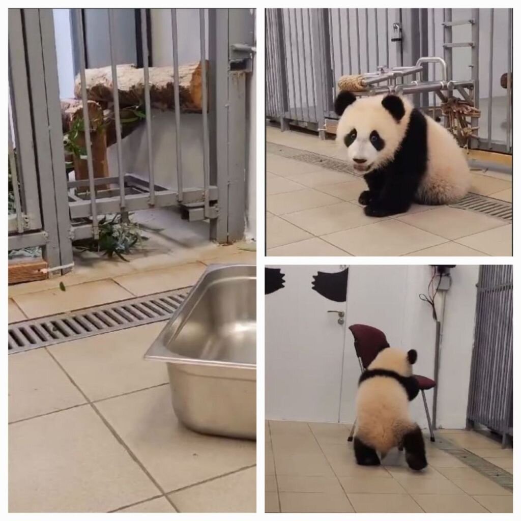 Видео панды катюши в московском зоопарке
