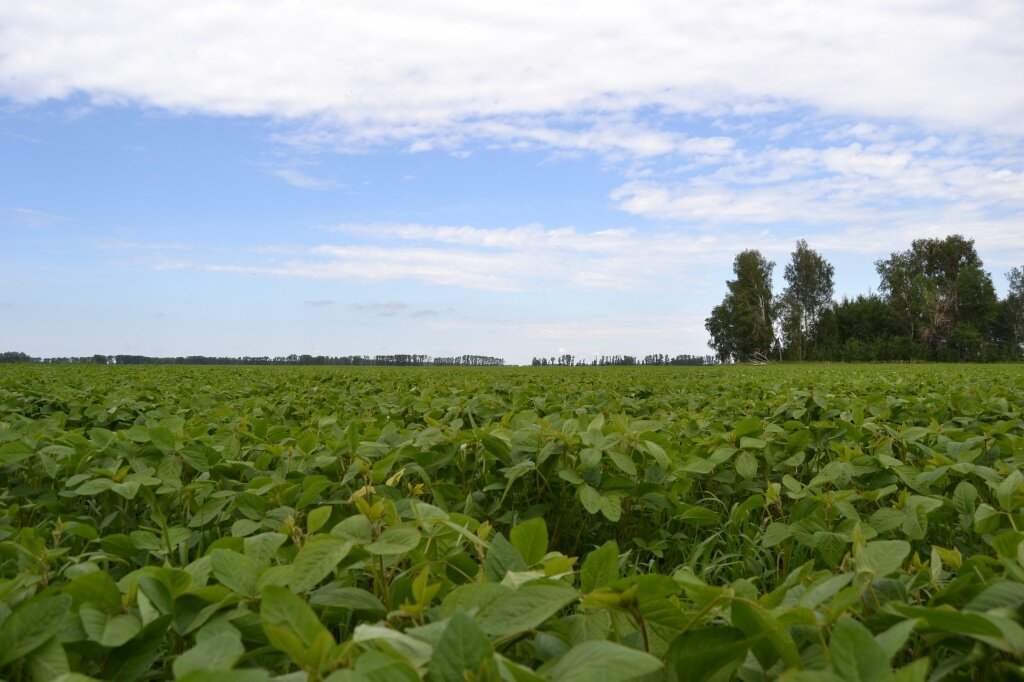   Соя. Фото: Минсельхоз РФ. Анна Камалова