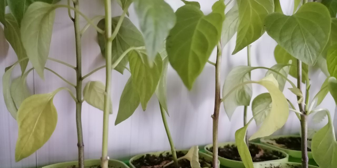 Желтеют и осыпаются нижние листья у рассады. Что делать