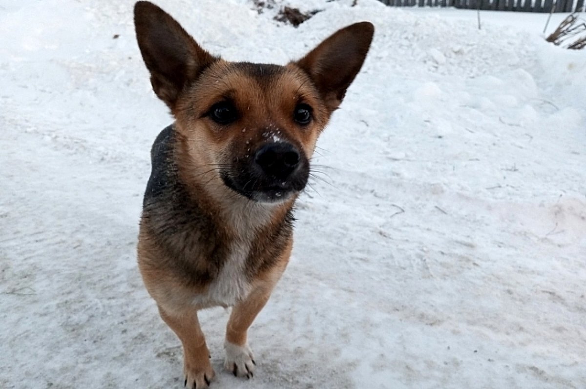   В Салехарде выплатили компенсации детям, пострадавшим от бродячих собак