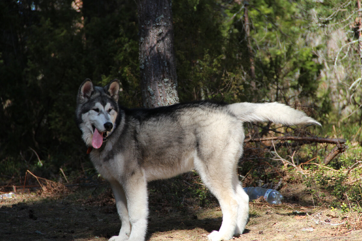 Есть ли зверь прекрасней маламута?