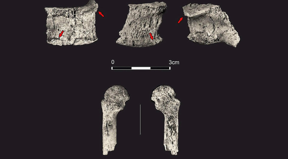   Bogumiła Wolska et al. / Archaeological and Anthropological Sciences, 2024