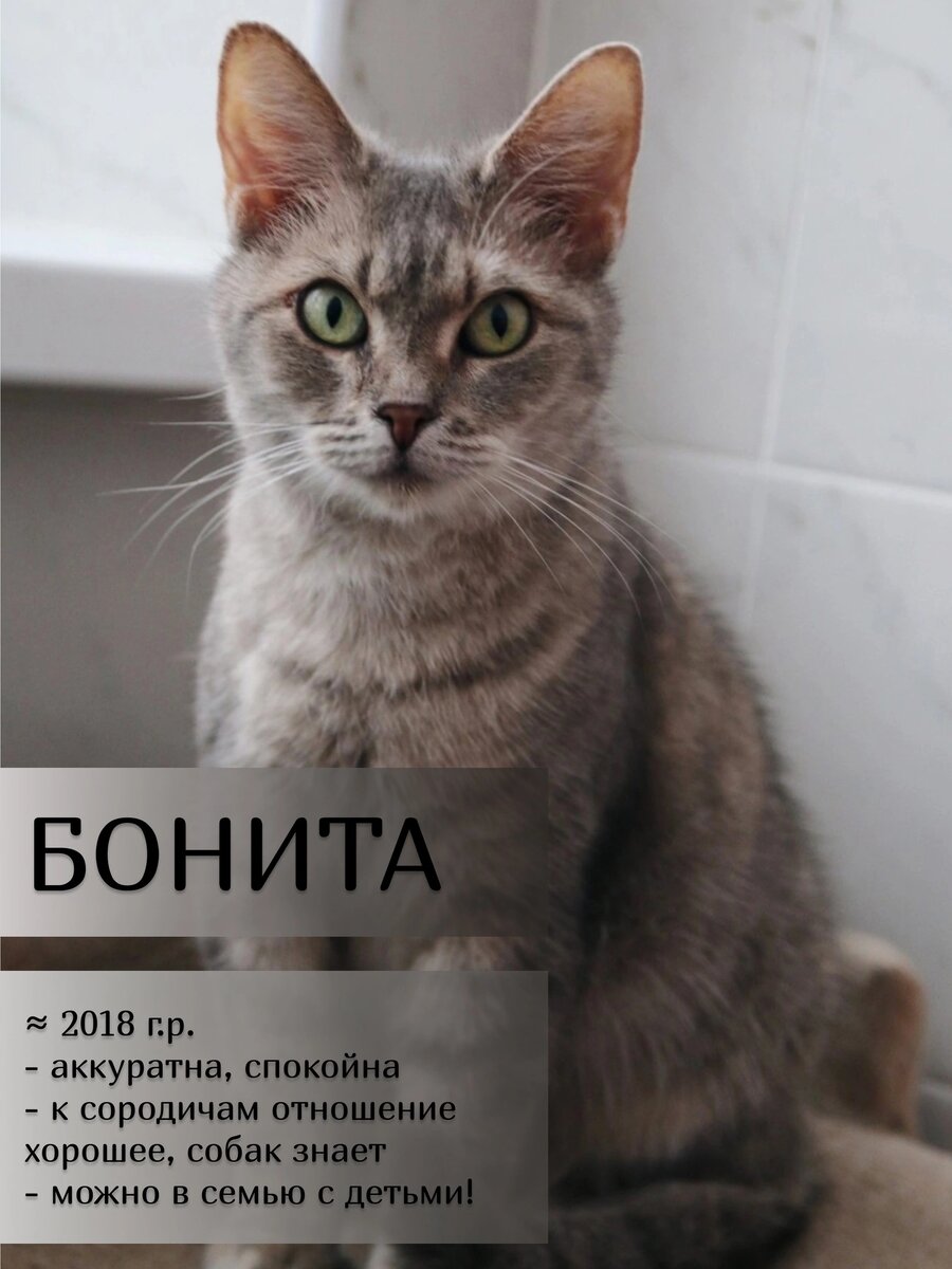 Кошка Бонита ищет дом 🐾✨️ | Приют для кошек 