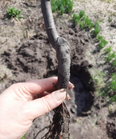 С саженцами обращаюсь, как родители учили. Показываю на примере посадки груши