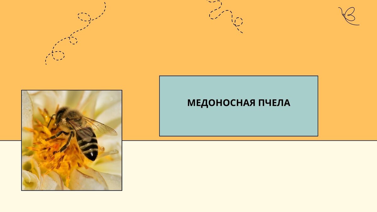 Какая вы пчела на работе: трутень или медоносная? Простой, но точный тест  от психологов | Центр «СЕМЬЯ». Психология | Дзен