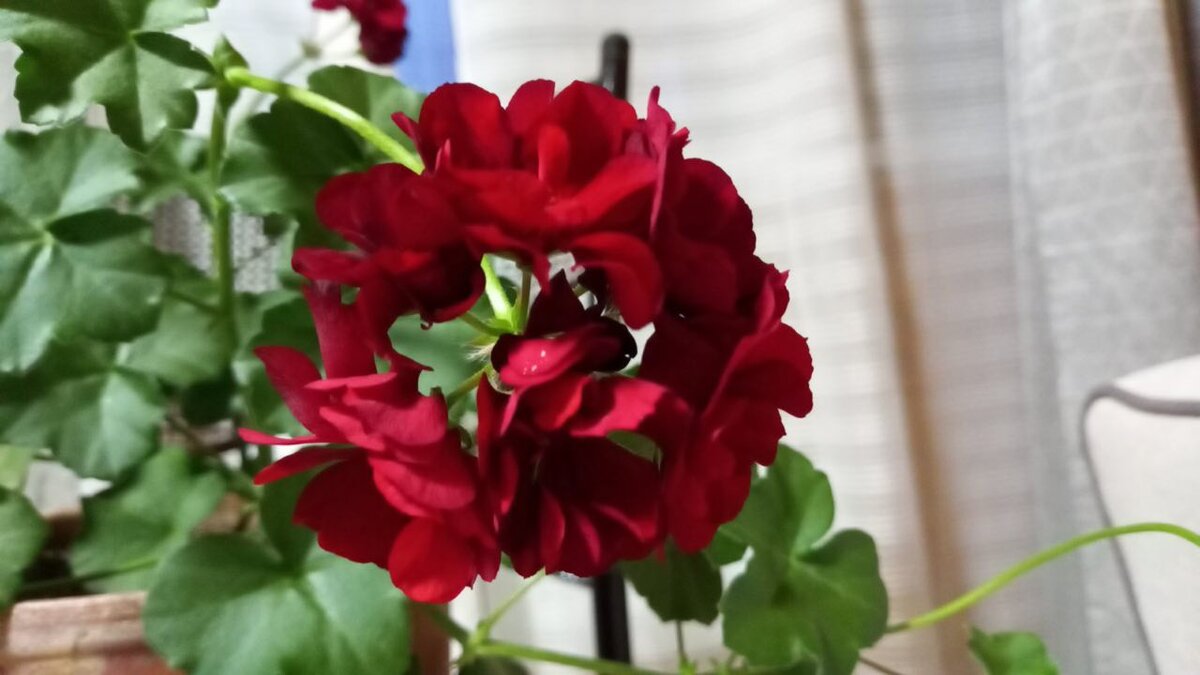 Тот самый Герочка дома