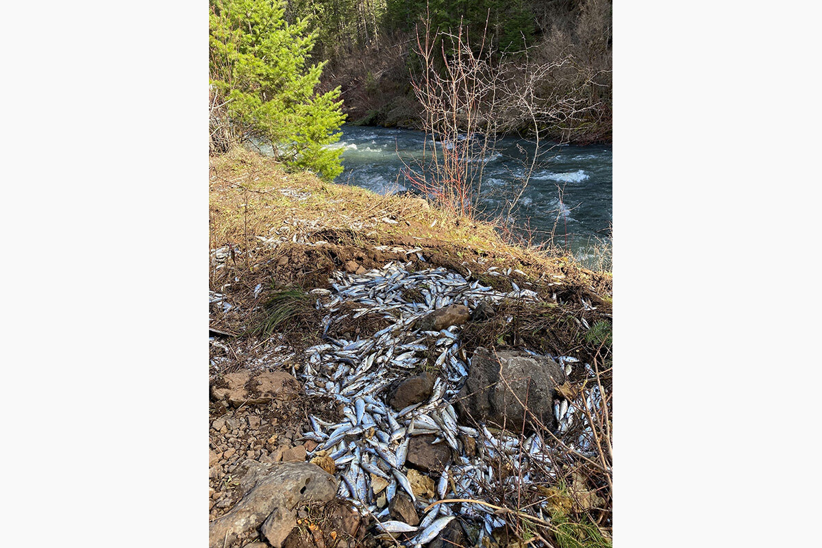 U.S. Fish and Wildlife Service📷В результате аварии погибли более 25 тыс. особей чавычи. Но 77 тыс. выжили, перепрыгнув в ручей