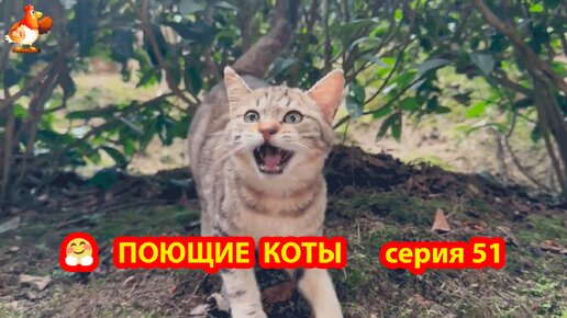 Крутые коты выпуск 51 🐈‍⬛🐈😹 Подрастают новые Котики и Щенки ❣️ Природа Абхазии и красивое подворье с птицами и животными 🥰