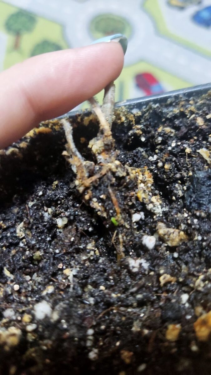 Малюсенькая живая почка.