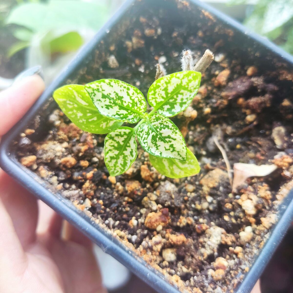 Теперь точно будет жить. 