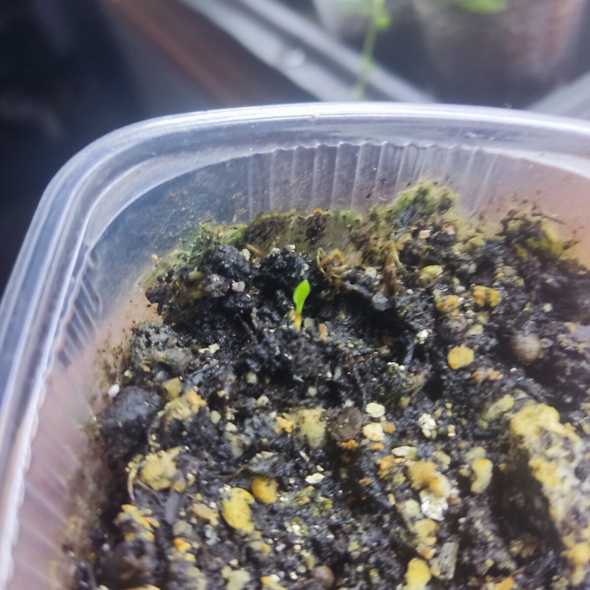 Гордый одинокий воин.