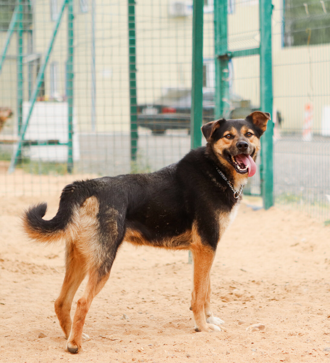 Я миниатюра крупного пса