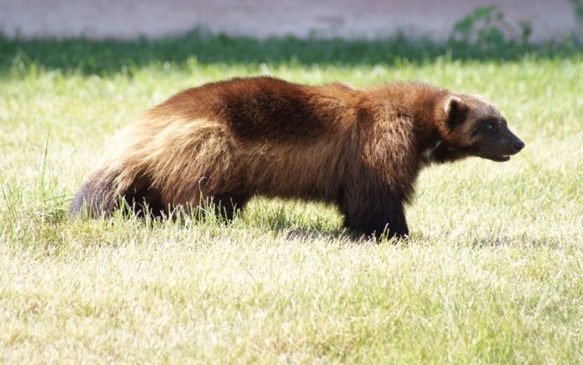  Росомахи – активные хищники и падальщики. Фото: udm-zoo.ru