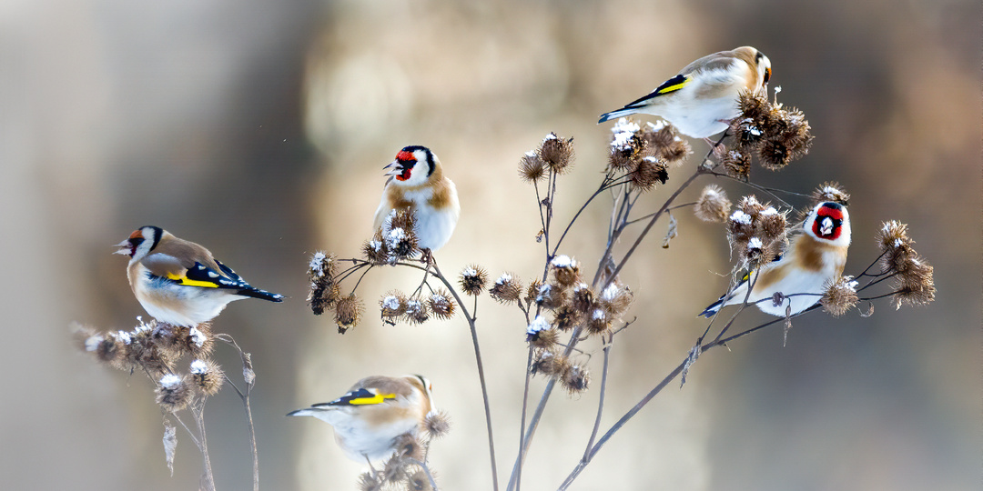 Старые ворота зимы. Измайлово, Москва. Небольшая прогулка по спящему лесу (часть 1)