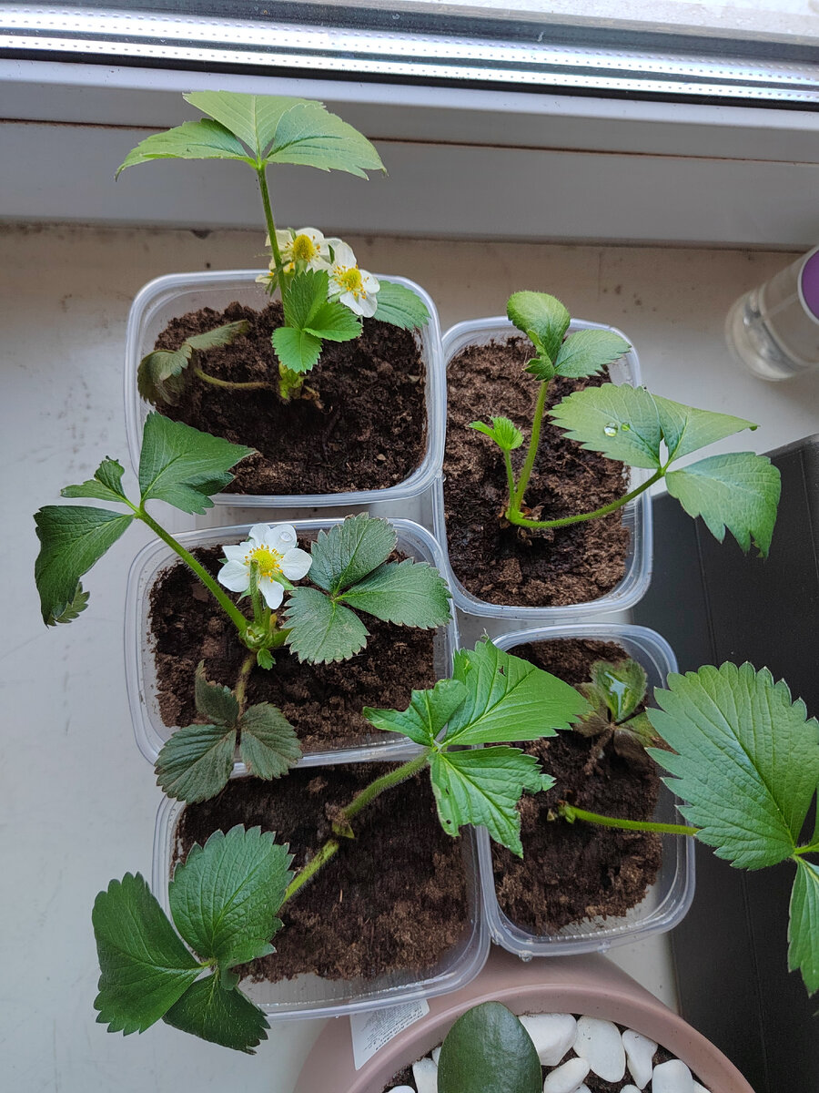 Погрызенные листики