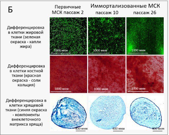 Оценка способности долгоживущих клеточных культур мезенхимных стромальных клеток превращаться в клетки жировой, костной и хрящевой ткани на 10–26 пересевах. Источник: Максим Карагяур