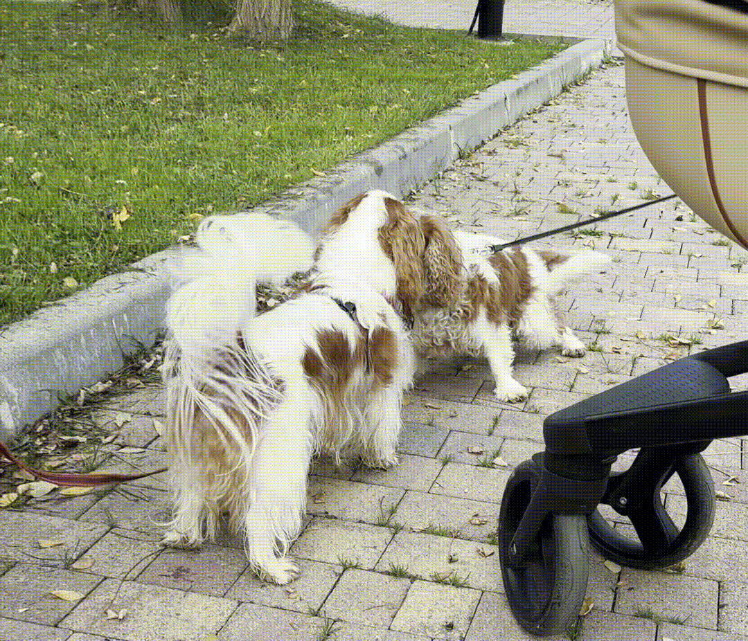 Две собаки друг напротив друга