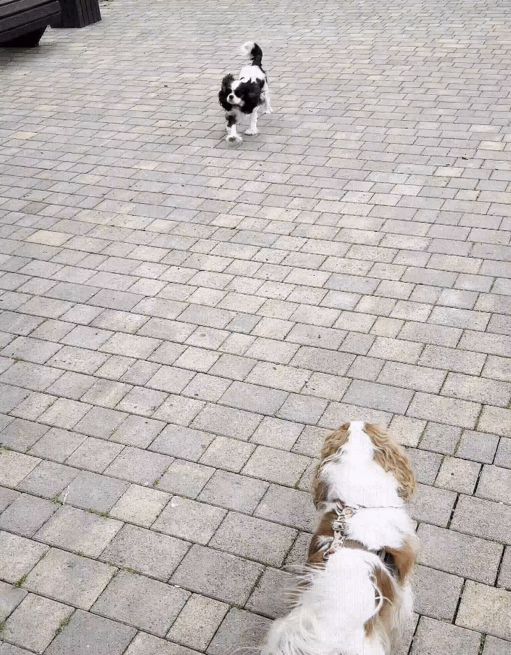 Чужой кавалерчик вежливо подбежал со стороны