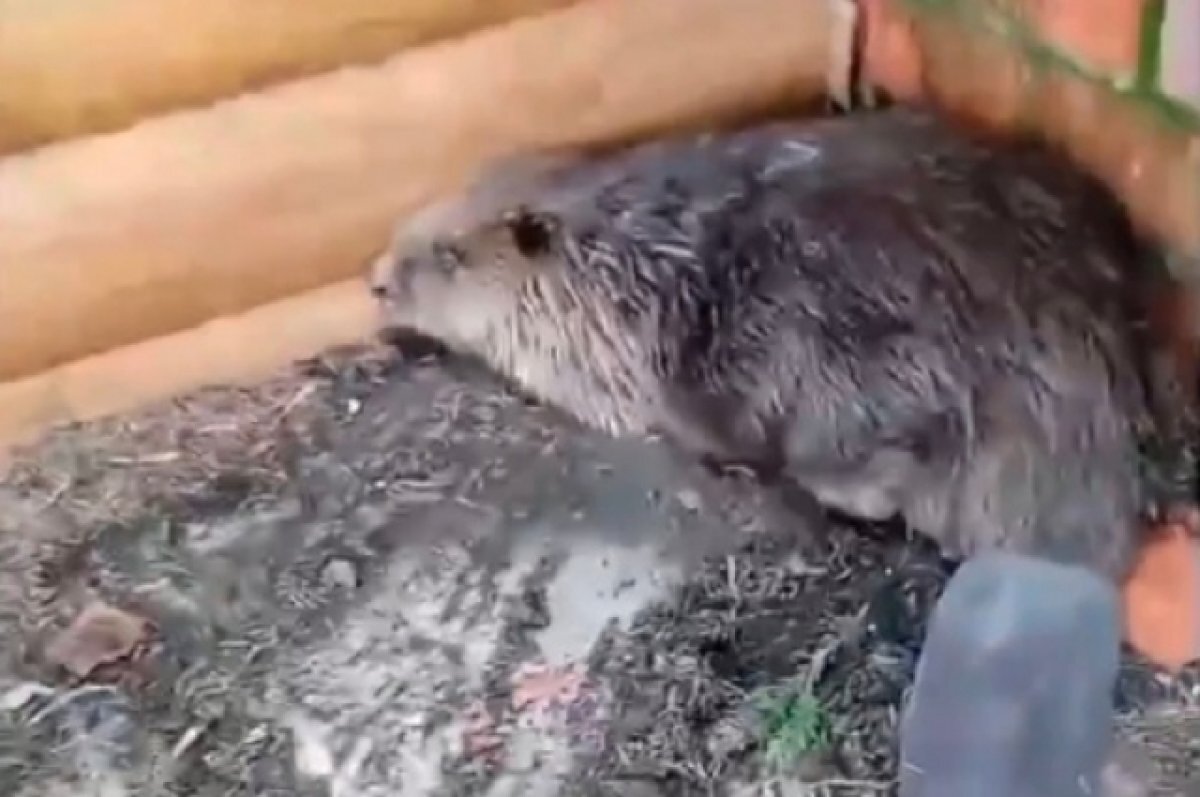    В Пензенской области спасли двух бобров, один из них забрел в кафе