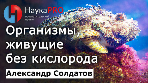 Организмы, живущие без кислорода – Александр Солдатов | Лекции по биологии | Научпоп