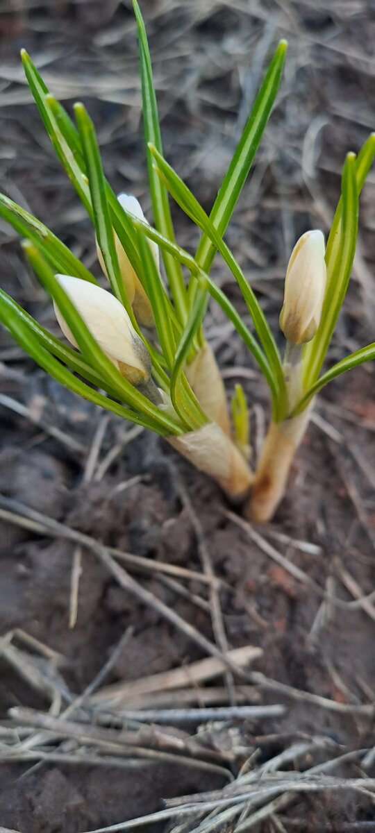 Вчерашние бутоны интриговали (фото автора)
