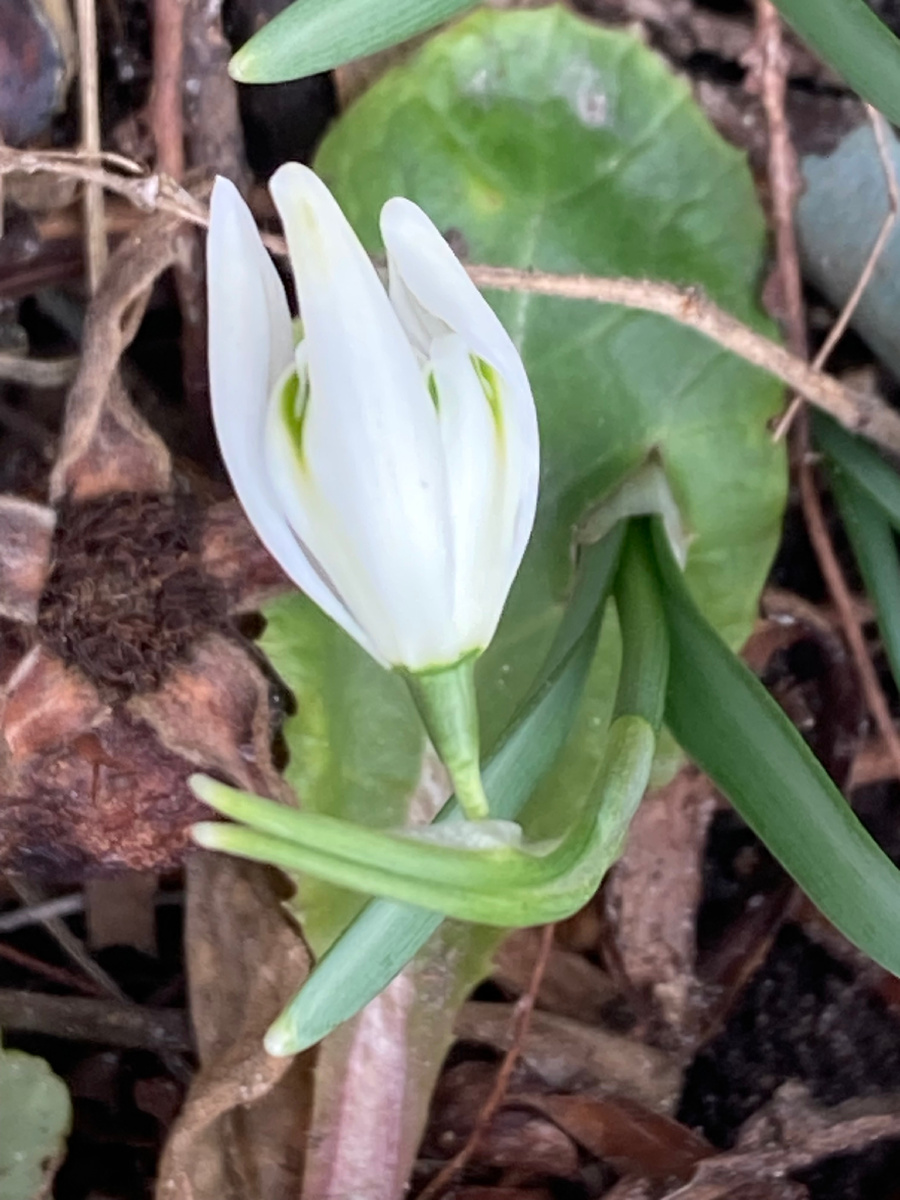 Распустился, только чтобы разглядеть - надо на четвереньки встать ))