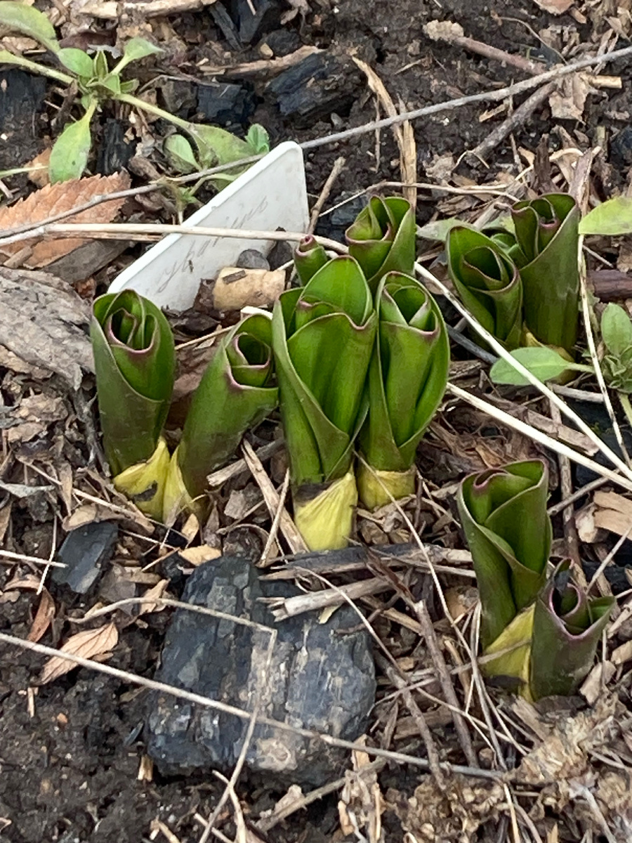 Я осенью беспокоилась - а чего это листья уже видны, вдруг померзнут зимой - нет, они знали что делали.