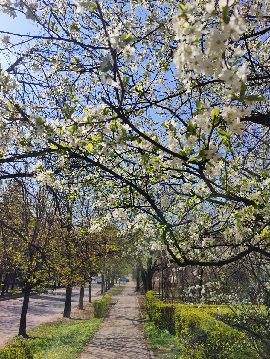 Цветут абрикос, алыча, готовятся яблони, груши, вишня.