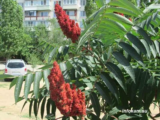    Сумах оленерогий в озеленении Камышина