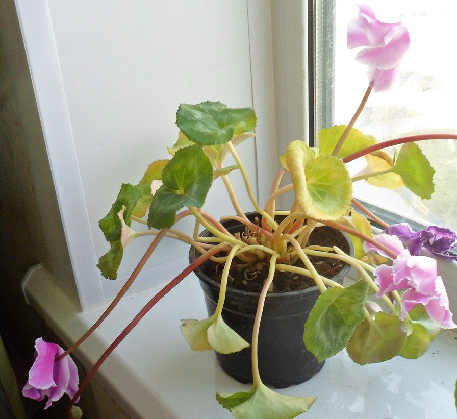 Желтеют листья цикламена 