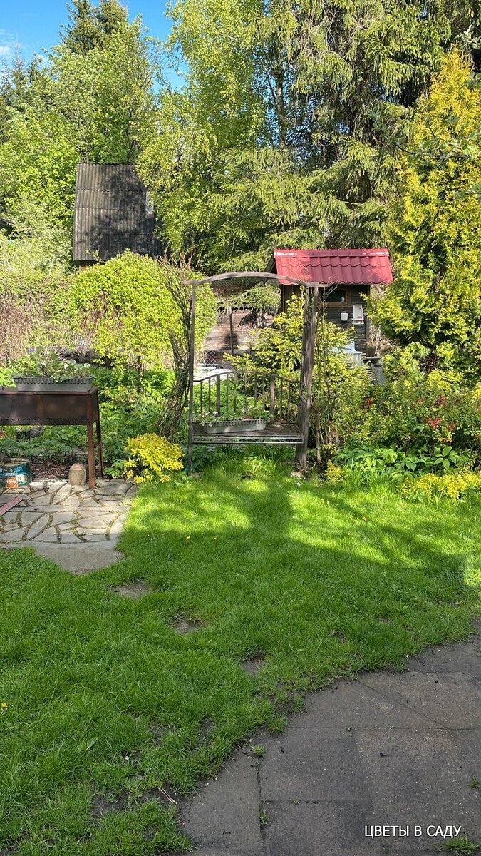 Штамбавая ива на заднем плане слева от арки в начале распускания листвы имеет салатовую окраску