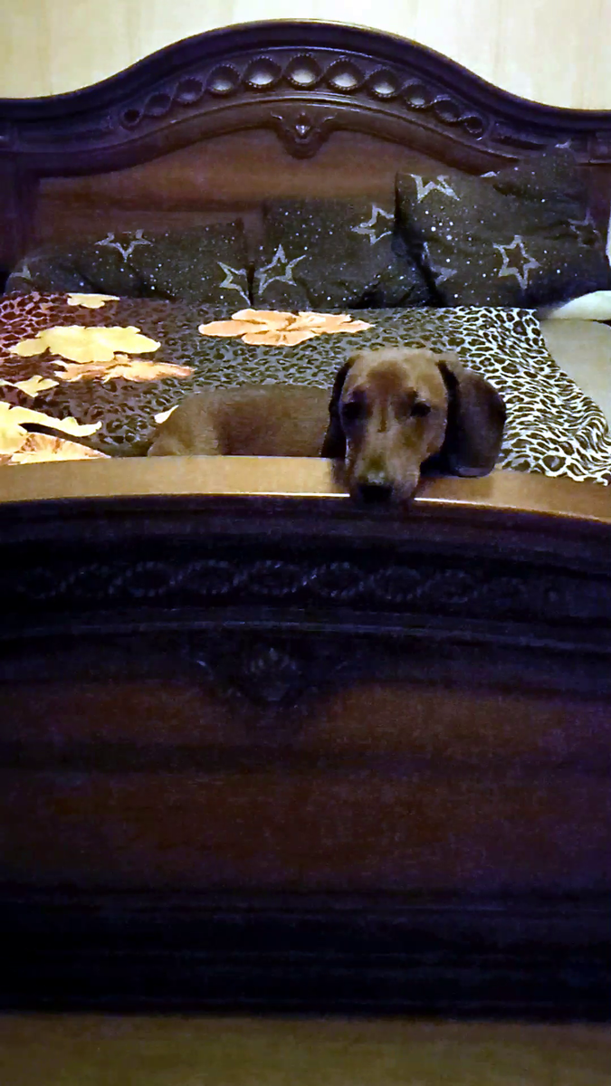 Собака в кровати