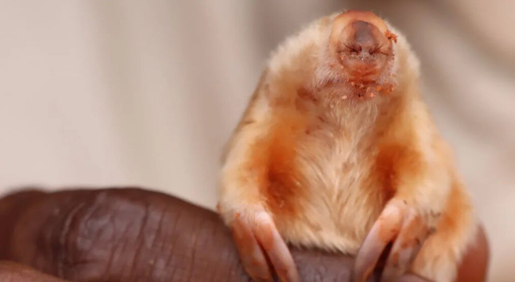 Фото: X/Kanyirninpa Jukurrpa