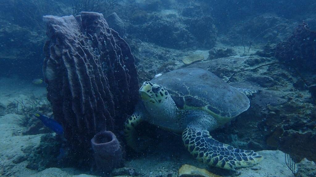 Черепаха. МОРСКАЯ ЭКСКУРСИЯ ДАЙВИНГ у островов Рача c VIP travel Тайланд Пхукет  
