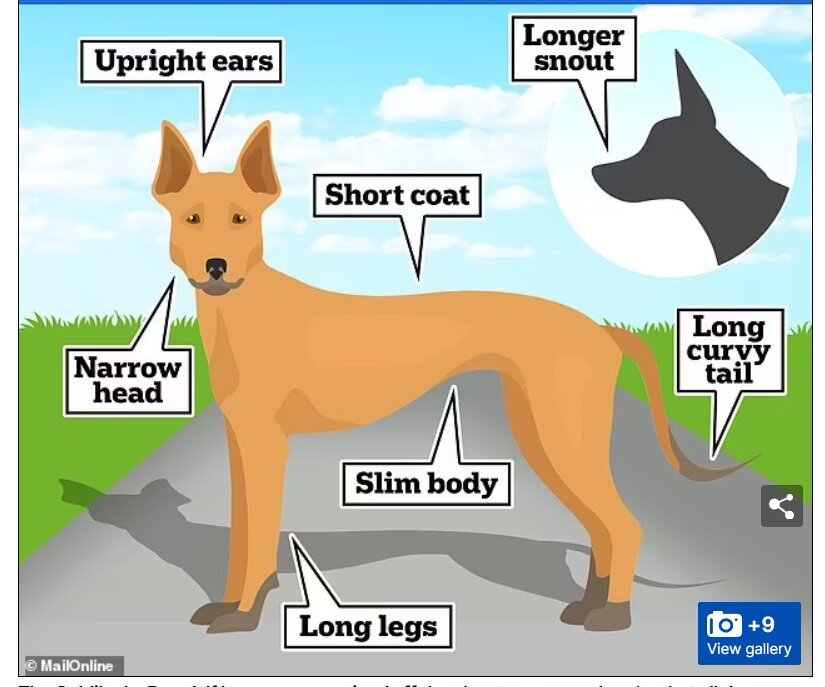    Скриншот с сайта www.dailymail.co.uk