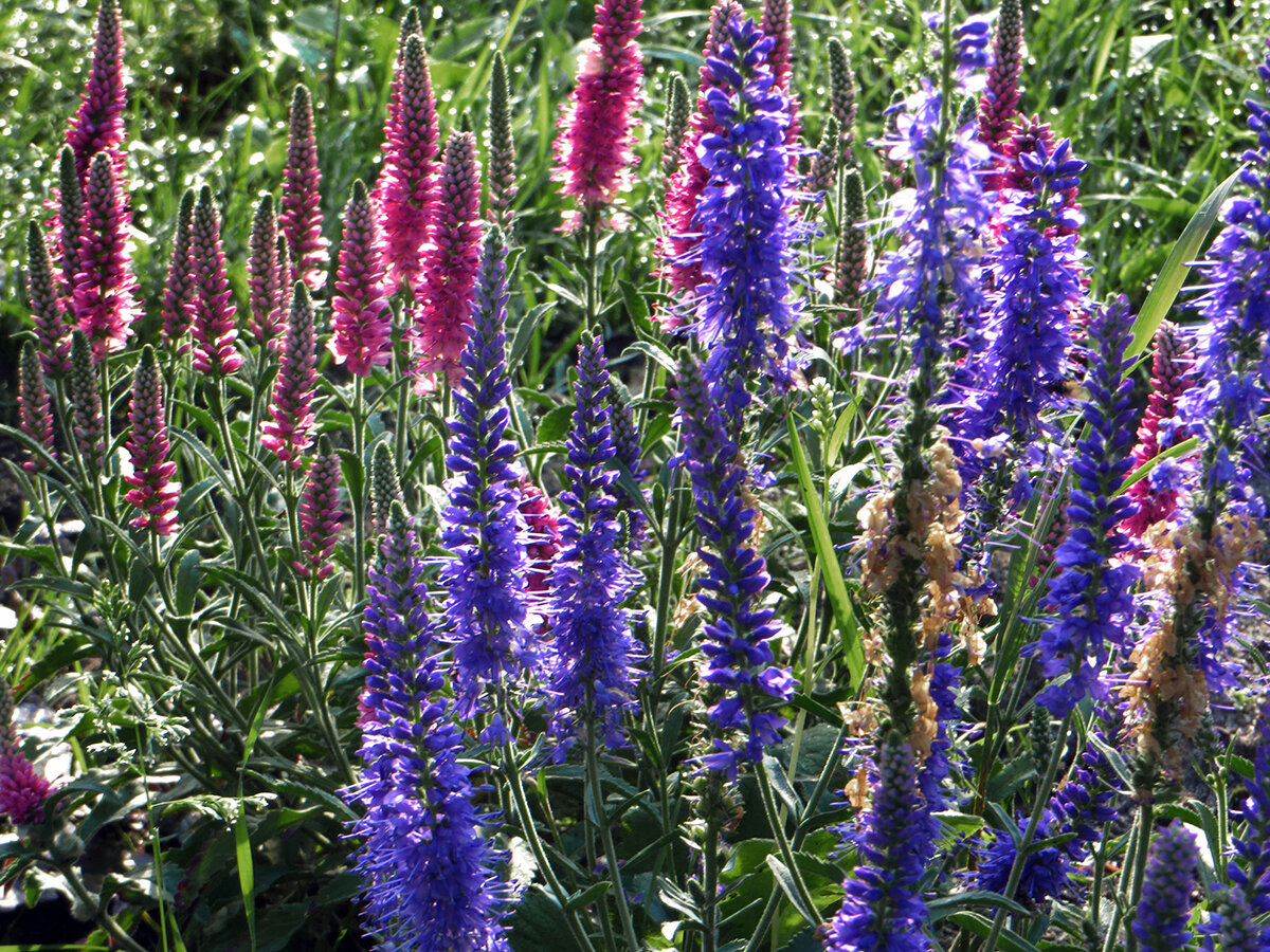    Вероника колосковая