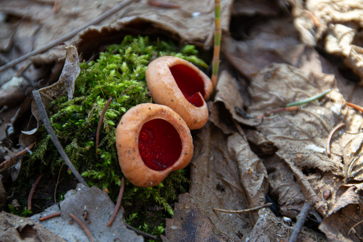 Саркосцифа австрийская, Sarcoscypha austriaca. Фото Влад Ионов