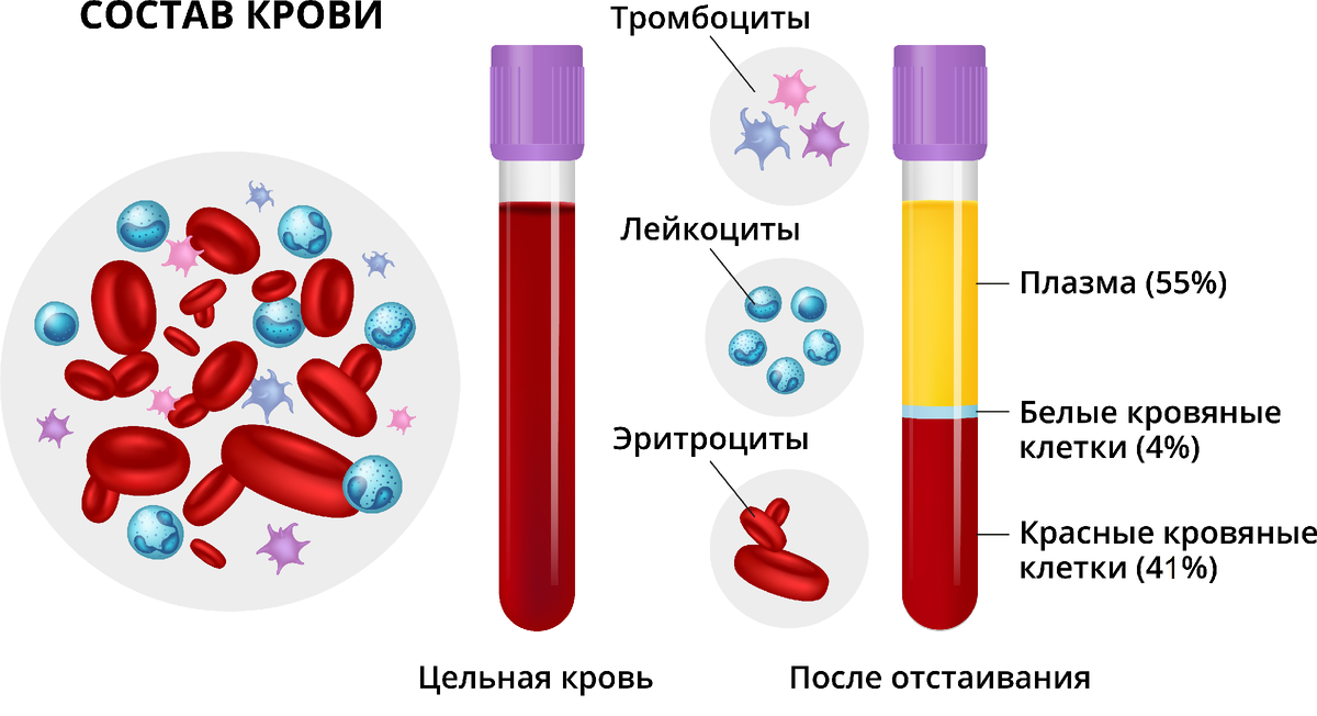 Состав крови