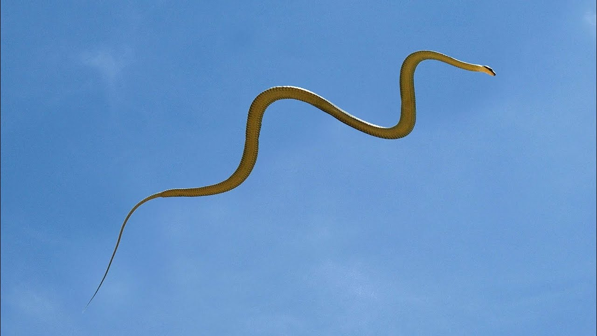 Во время полета тело летающей змеи становится очень плоским. Фото из Интернета