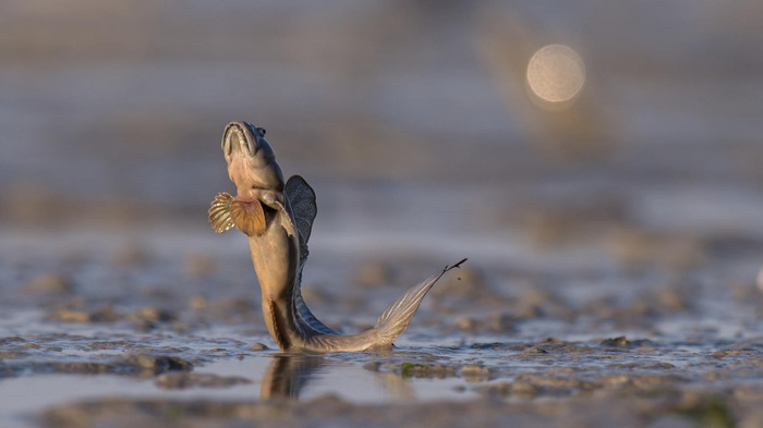 Хвост у илистого прыгуна короткий, но мускулистый, что позволяет ему работать как "пружина" для прыжков. На фото хорошо видно брюшную присоску. Фото из Интернета. 