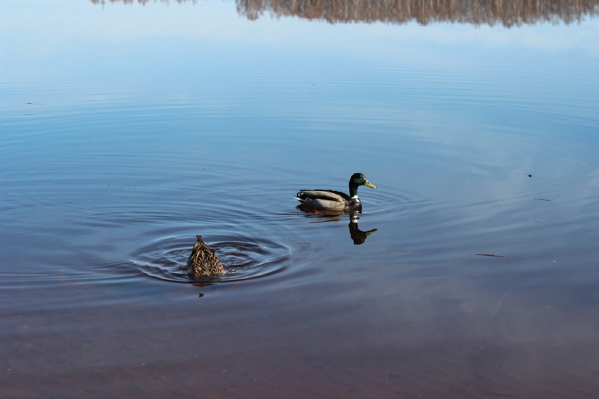 Крикливые утки.