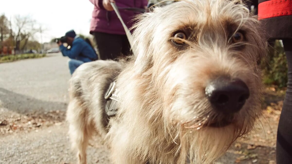     Головная боль всех владельцев собак — где найти недорогие препараты от блох и клещей, и желательно такие, чтобы действительно защищали питомца. Цены на импортные «Симпарику» или «Бравекто» за два года выросли в три раза. Собаководы жалуются, отечественные аналоги есть, но они не помогают. Как быть?