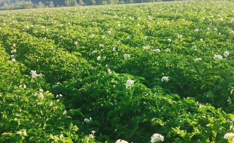    Калужская область открыла экспорт семенного картофеля в Турцию и Беларусь