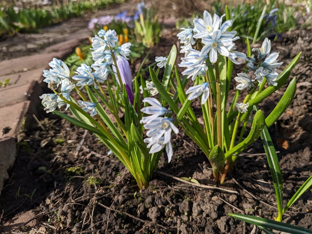 Эта же пушкиния, цветение-2024