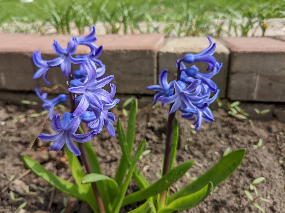 Эти же гиацинты, цветение-2024