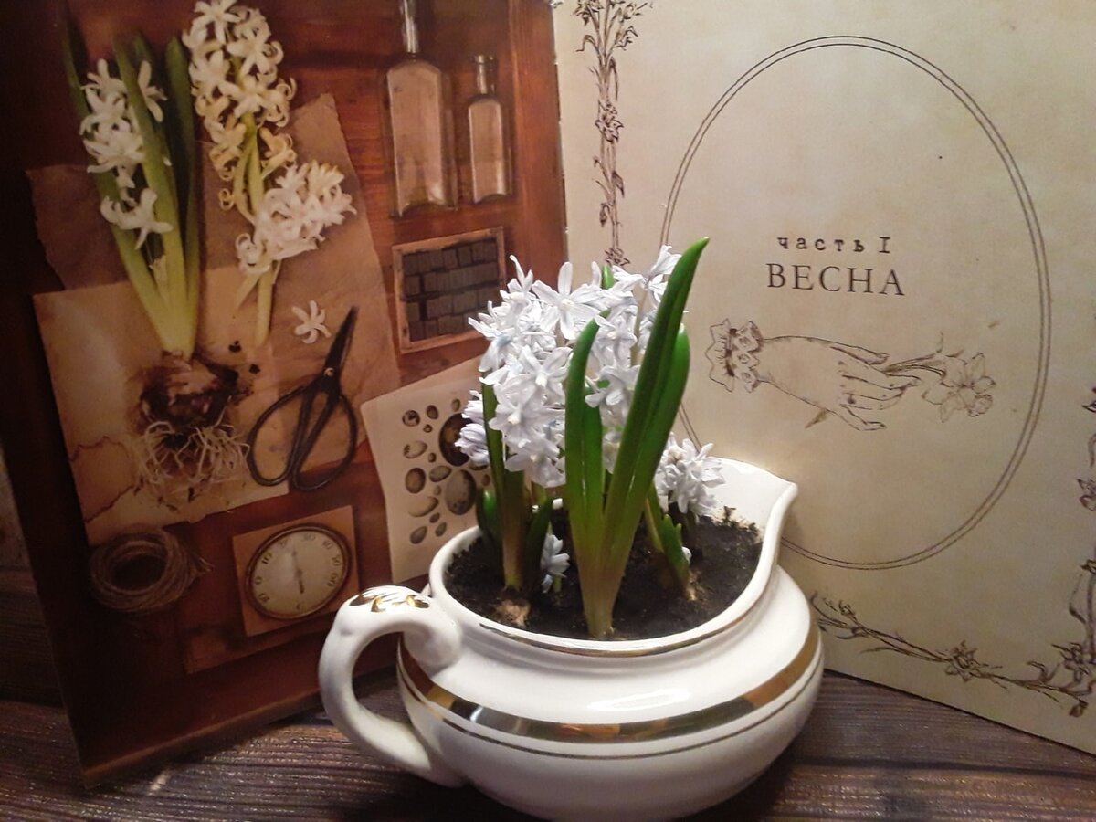 Пушкиния, выгонка-2023